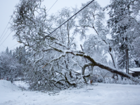 Snowy Tree on Line PSEG