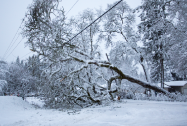 Snowy Tree on Line PSEG