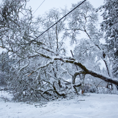 Snowy Tree on Line PSEG