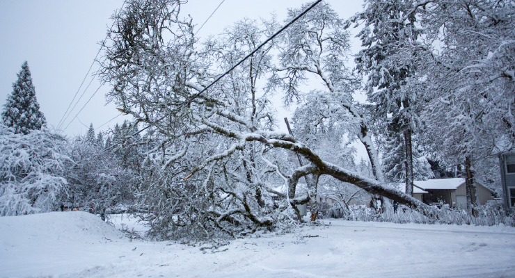 Snowy Tree on Line PSEG