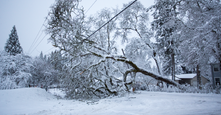 Snowy Tree on Line PSEG