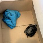 TSA Newark Airport Turtle Concealed