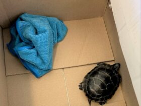 TSA Newark Airport Turtle Concealed