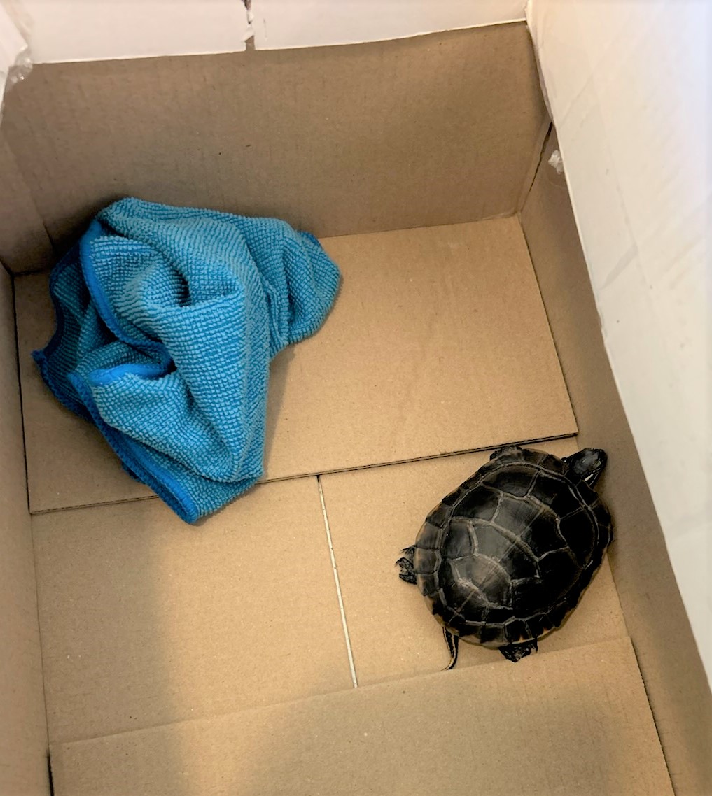 TSA Newark Airport Turtle Concealed