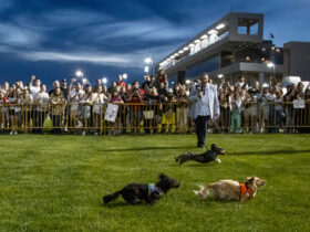 weiner dog derby meadowlands racetrack