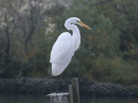 Egret, deKorte Park, hackensack riverkeeper