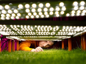 fifa, turf research, University of Tennessee, Michigan State University, world cup 2026, turf strategy,