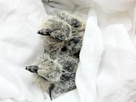 PSEG Saves mourning doves,