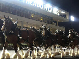 Anheuser-Busch Clydesdales at meadowlands racetrack at night parade